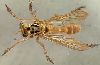 Media type: image;   Entomology 12823 Aspect: habitus dorsal view